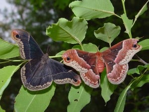 Promethea male (left) & female - Tim Dyson 