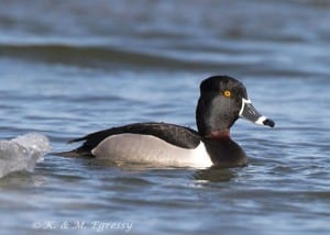 Ring-necked Duck - Karl Egressy