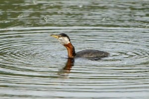 Red-necked Grebe in breeding plumage 