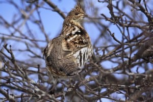 Ruffed Grouse - Jeff Keller