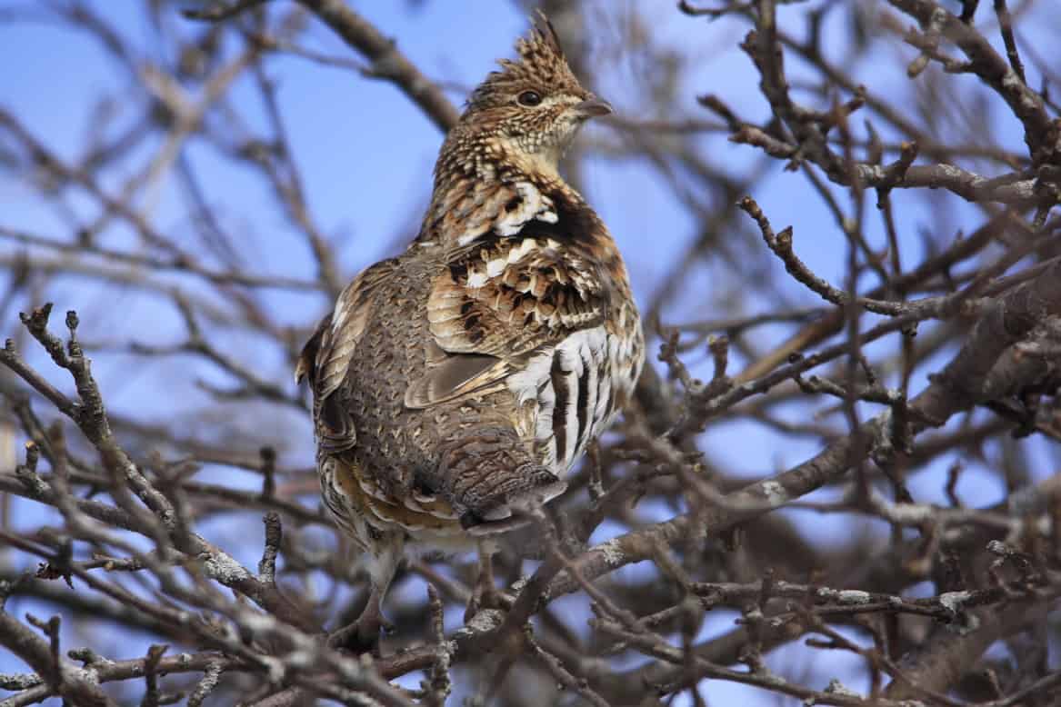 Christmas Bird Counts Our Changing Seasons