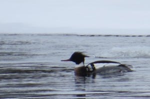 Red-breasted Merganser on Otonabee -Tom Northey