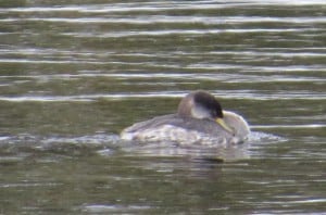 Red-necked Grebe on Otonabee - Tom Northey 