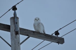Snowy Owl (Nima Taghaboni)