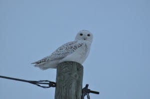 Snowy Owl (Nima Taghaboni)