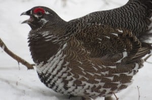 displaying Spruce Grouse - Tom Northey 