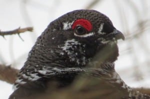 Spruce Grouse - Tom Northey 