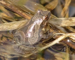 Spring Peeper (John Urquhart)