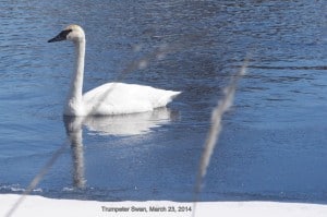 Trumpeter Swan - March 23, 2015 - Guy Hanchet 