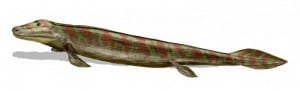 Tiktaalik