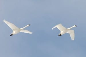 Tundra Swans at Long Point IPA - Mike Burrell