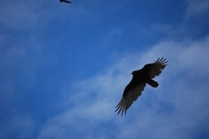 Turkey Vulture - Marcel Boulay 