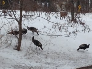 Wild Turkeys on 5th Line of Smith - Barb Evett 