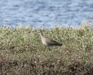 Whimbrel - Mike Burrell