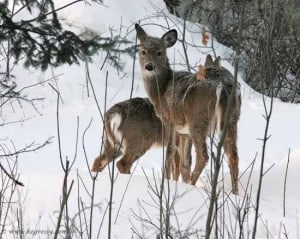 White-tailed Deer -Karl Egressy