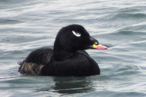 White-winged Scoter - Wikimedia