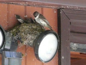 Eastern Phoebe at nest - David Frank 