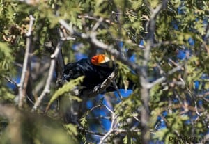 Red-winged Blackbird - March 2014 - D.J. McPhail 