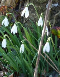 Snowdrops - Wikimedia 