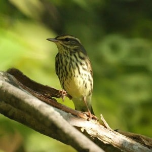 Northern Waterthrush - Wikimedia 