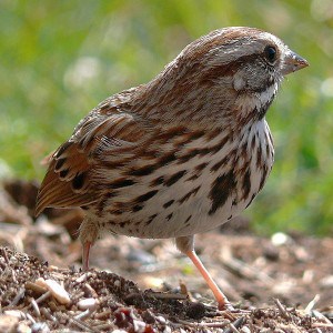 Song Sparrow - Wikimedia