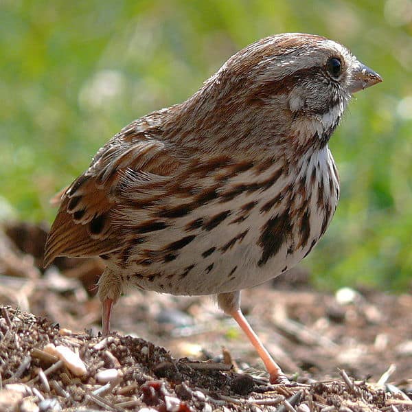 Albums 90+ Images small brown bird with black and white striped wings Superb