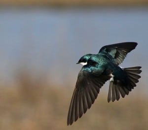 Tree Swallow in flight - Wikimedia 