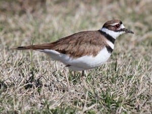 Killdeer - Wikimedia