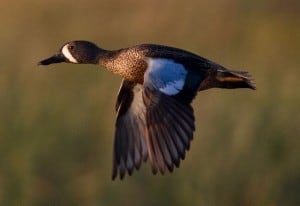 male Blue-winged Teal in flight (Wikimedia)