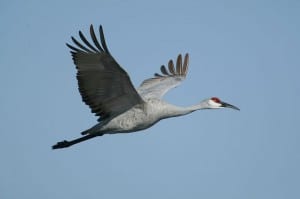 Sandhill Crane in flight - Wikimedia