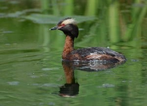 Horned Grebe - Wikimedia 