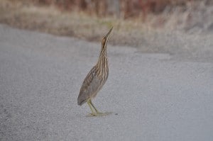 American Bittern  - Nima Taghaboni