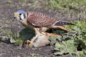 American Kestrel - Wikimedia 