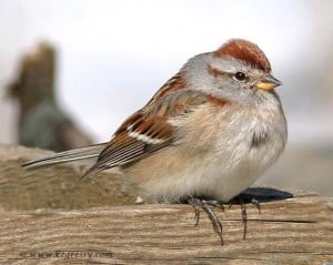 American Tree Sparrow - Karl Egressy 