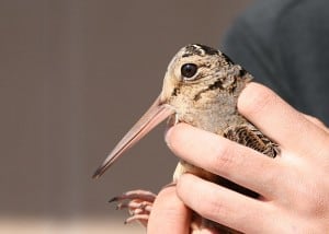 American Woodcock face - Wikimedia 