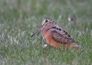 American Woodcock - Karl Egressy 