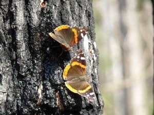 Red Admiral butterflies - April 2012 - Drew Monkman