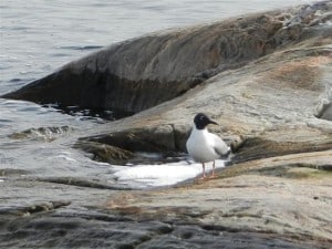 Bonaparte's Gull on Stony Lake - May 14, 2013 - Rob Welsh 