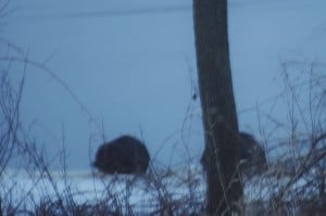 Beavers "munching" on a willow branch  - Karen Pero Cooper