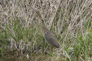 American Bittern - Don Pettypiece