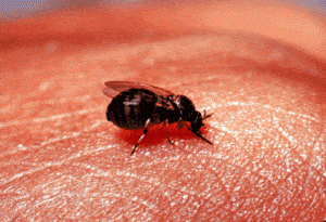 Black fly - Wikimedia