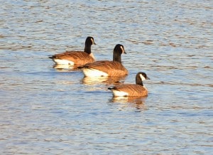 Cackling Goose (small bird)  with two Canada Geese - Brendan Boyd 