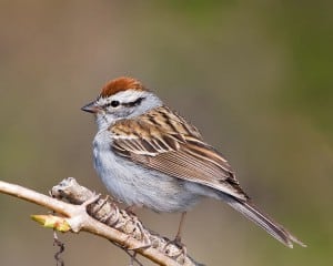 Chipping Sparrow - Karl Egressy 
