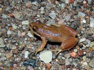 Chorus Frog (photo by Tim Dyson)