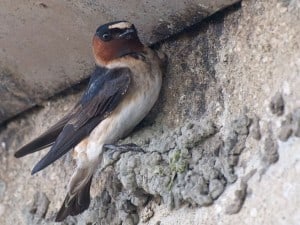 Cliff Swallow building nest - Wikimedia