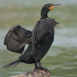 Double-crested Cormorant  -Wikimedia