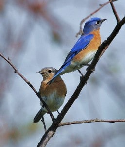 A pair of Eastern Bluebirds - male at upper right - Wikimedia 