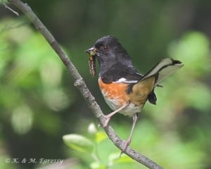 Eastern Towhee - Karl Egressy 