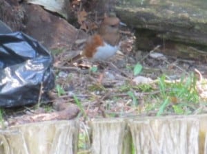 female Eastern Towhee - Tom Bell - May 7 13 