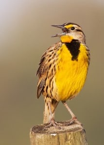 Eastern Meadowlark - Karl Egressy 